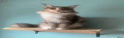 Maine Coon cats for sale: ACTIVE REG Blue Tortie and White FEMALE - Advert 4