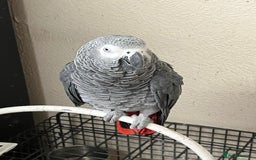 Parrots birds for sale: African grey parrot - Advert 4