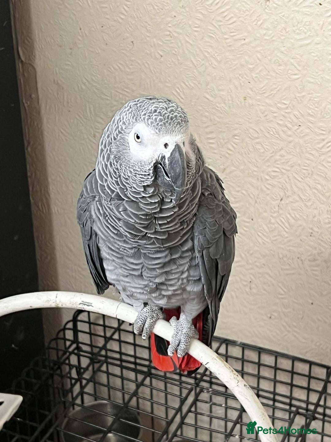 Parrots birds for sale: African grey parrot - Advert 4