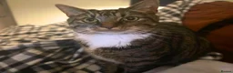 Mixed Breed cats for adoption: Sister Sooks - Advert 4