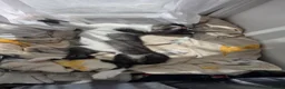 Egyptian Mau cats for sale: Beautiful 1/4 Egyptian Mau - Advert 3