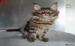Maine Coon cats for sale: two girl with 5 pedigree maine coon - Image 2