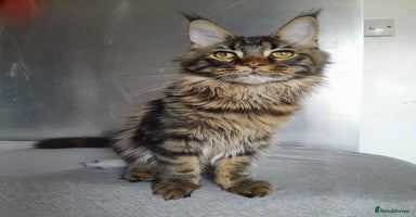 Maine Coon cats - Advert 4