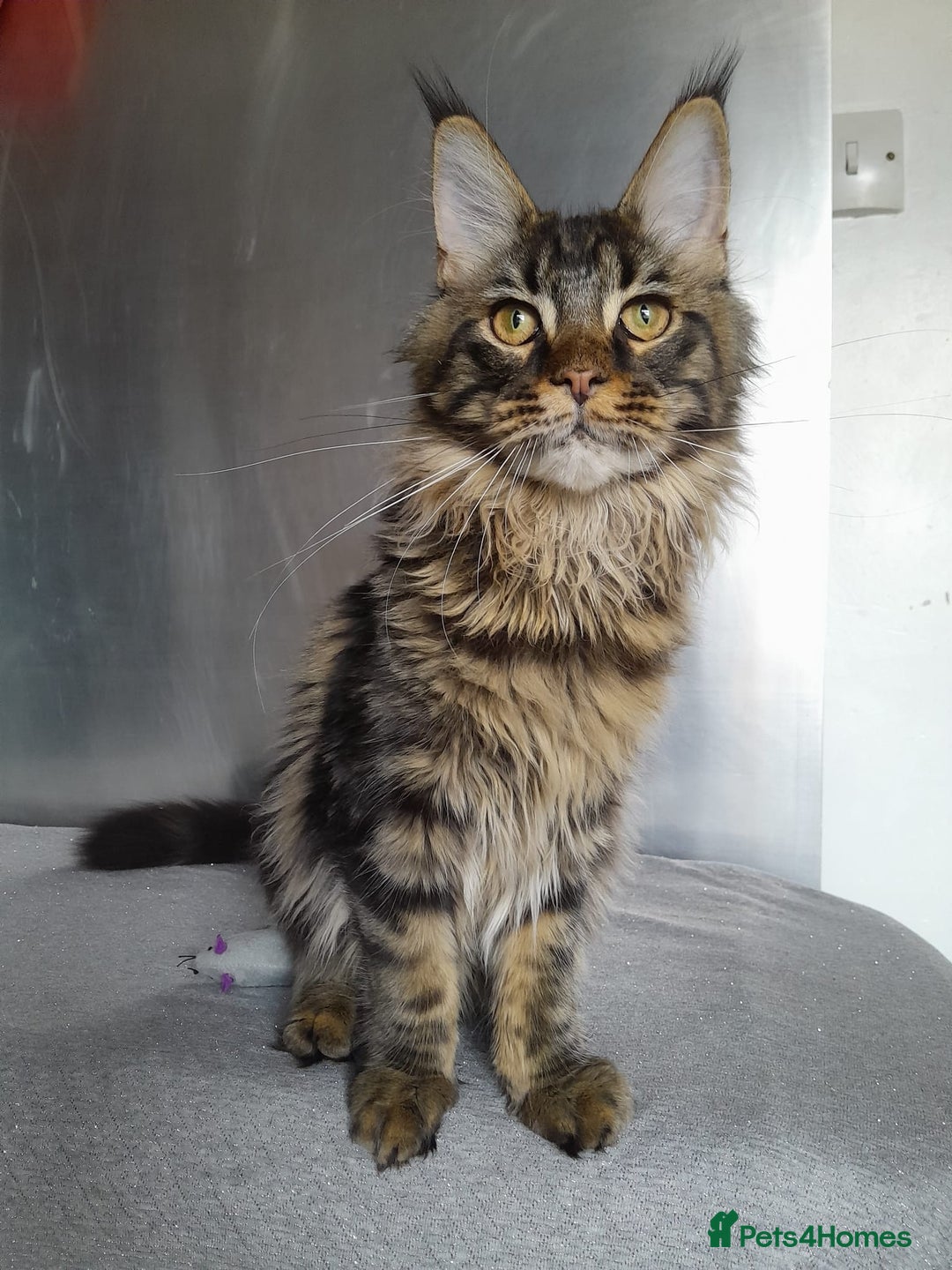 Maine Coon cats for sale: two girl with 5 pedigree maine coon - Image 2