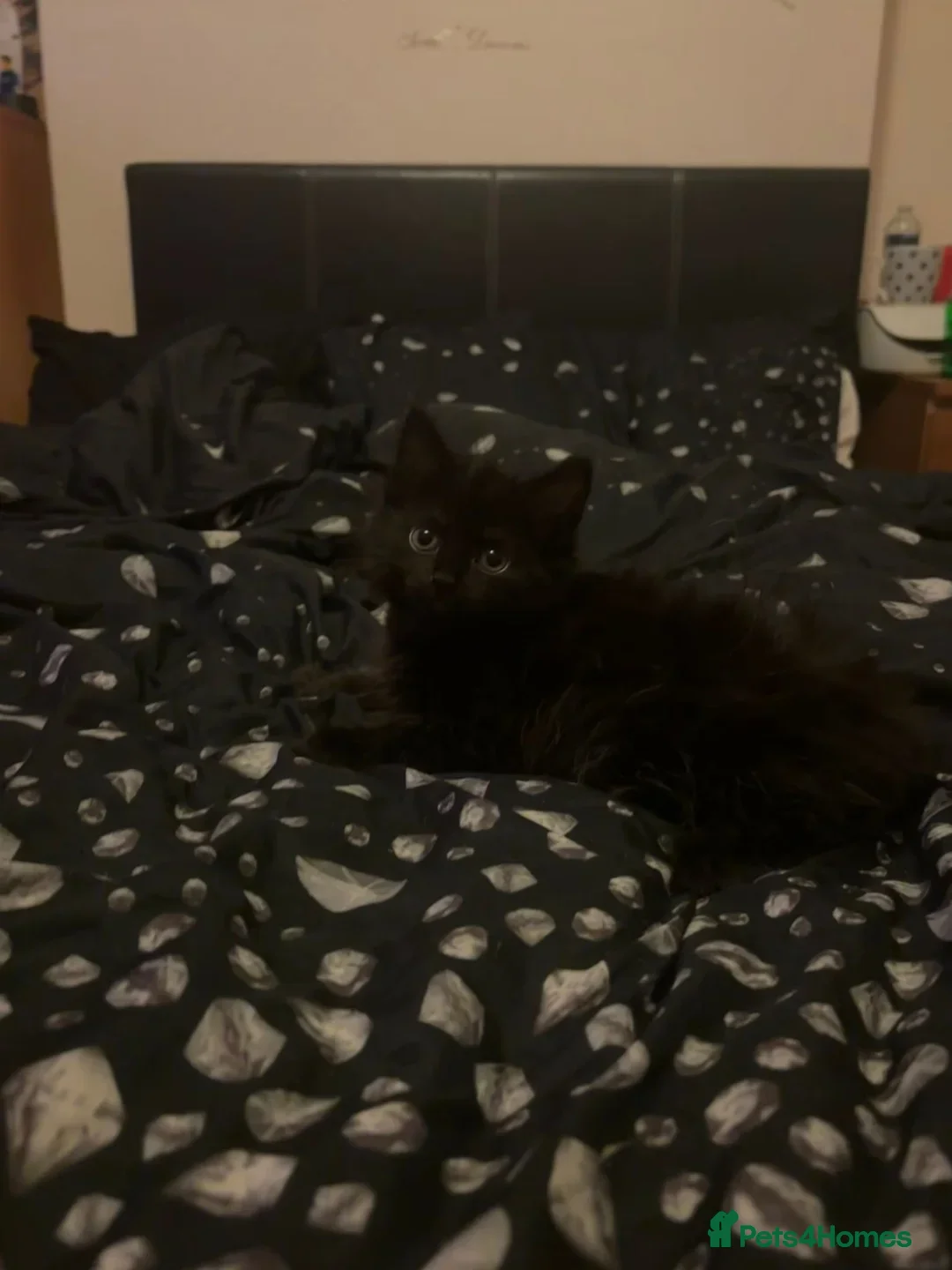 Mixed Breed cats for sale: 3 Kittens ready ASAP  - Image 18