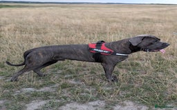 Cane Corso dogs for stud: Purebred Cane Corso Stud-2 Years Old - Image 4