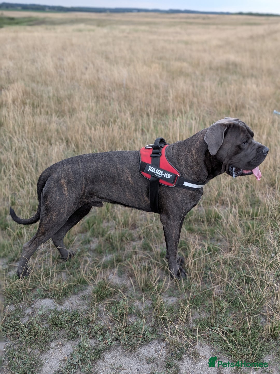 Cane Corso dogs for stud: Purebred Cane Corso Stud-2 Years Old - Image 4