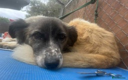 Mixed Breed dogs for adoption: Hilda - Norwich Norfolk  - Image 15