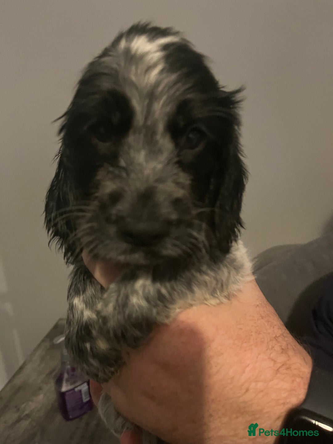 Cocker Spaniel dogs for sale: SHOW COCKER PUPS  - Image 6