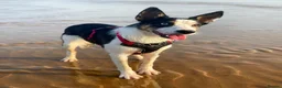 Border Collie dogs for sale: Meg the Border Collie for Adoption - Advert 2