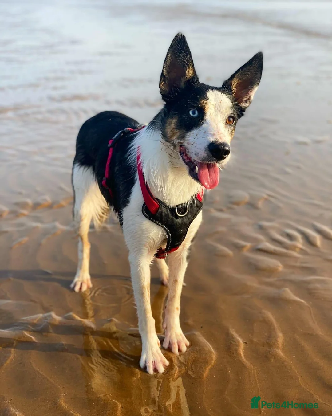 Border Collie dogs for sale: Meg the Border Collie for Adoption - Advert 2
