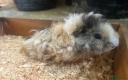 Guinea Pig rodents for sale: Female and male Lunkarya guinea pigs for sale in Goole - Image 6