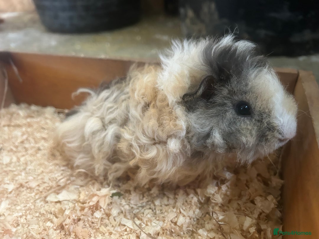 Guinea Pig rodents for sale: Female and male Lunkarya guinea pigs for sale in Goole - Image 6