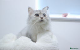 Persian cats for sale: Sliver Persian - Image 3