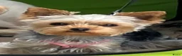 Yorkshire Terrier dogs for stud: KC Champion Bloodline Yorkshire Terrier Stud  - Advert 5