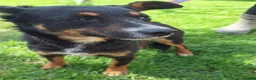 Mixed Breed dogs for adoption: Fran – Small Mixed Breed, 2 Years Old  - Advert 4