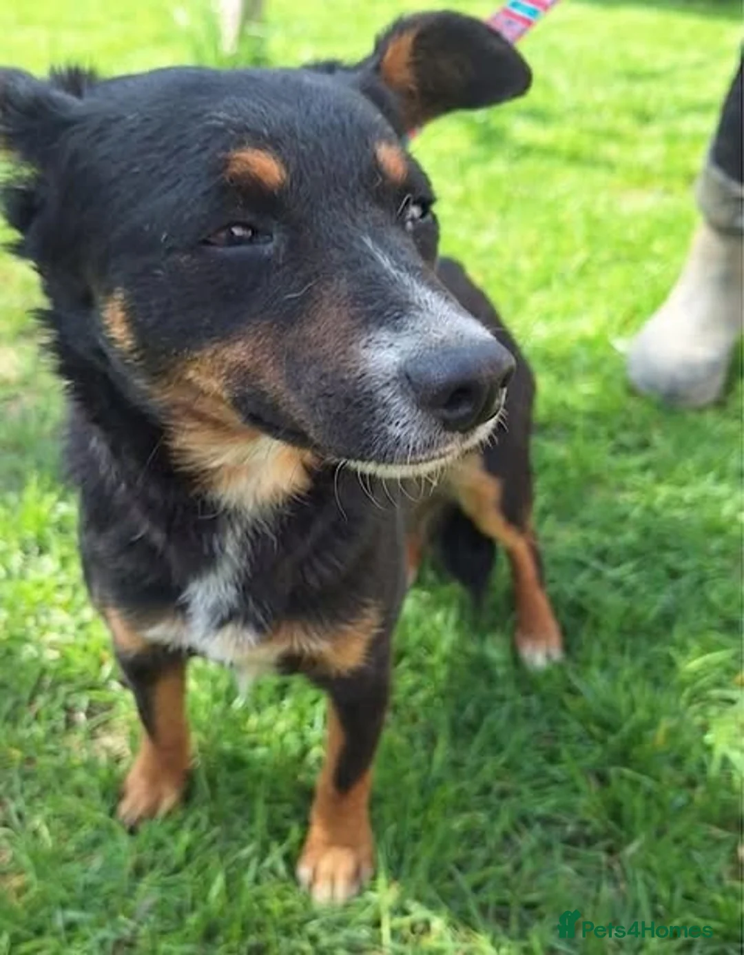 Mixed Breed dogs for adoption: Fran – Small Mixed Breed, 2 Years Old  - Advert 4