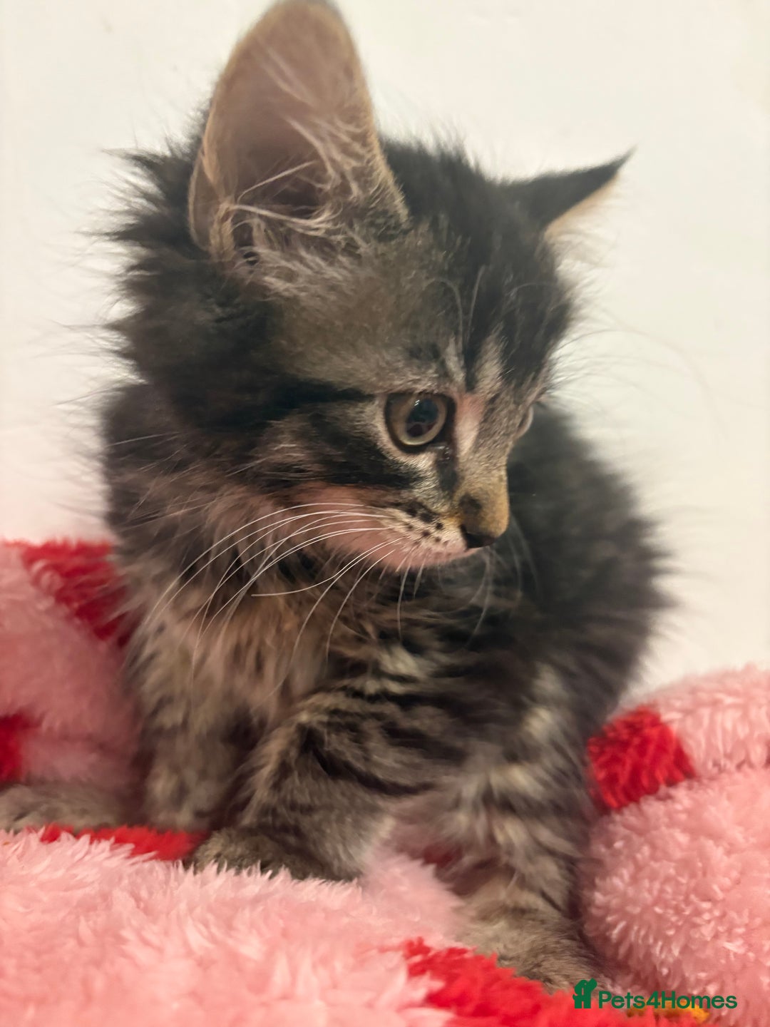 British Longhair cats for sale: Last girl remaining. Pretty long haired 7.5 weeks  - Advert 2