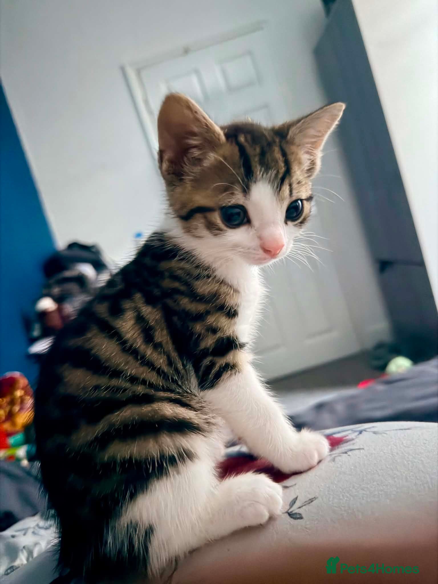 Mixed Breed cats female kitten - Advert 3
