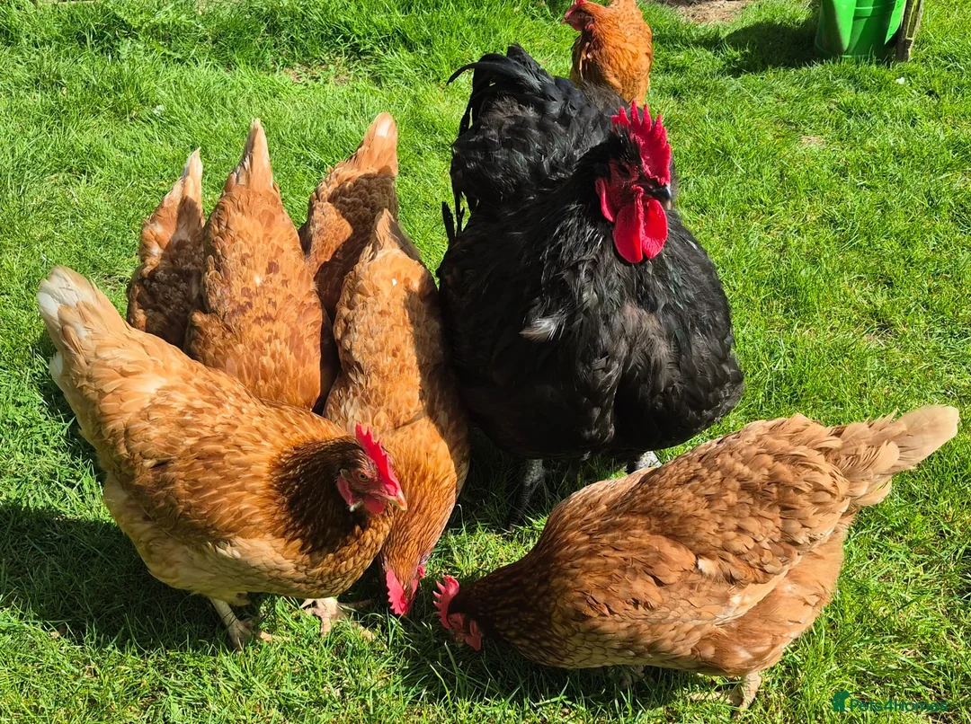 Chickens poultry for sale: Lovely flock of 8 hens, Warrens, mixed in Haywards Heath - Advert 1