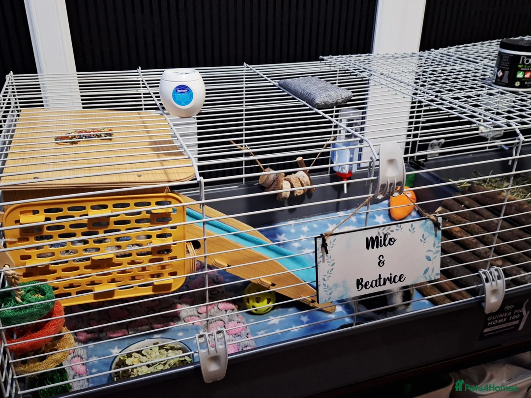 Guinea Pig rodents for sale: Bonded Male & Female Guinea Pig Pair for Sale - Advert 2