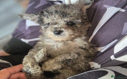 Cockapoo dogs for sale: Cockerpoos 1 boys left DROPPED 650 - Image 9