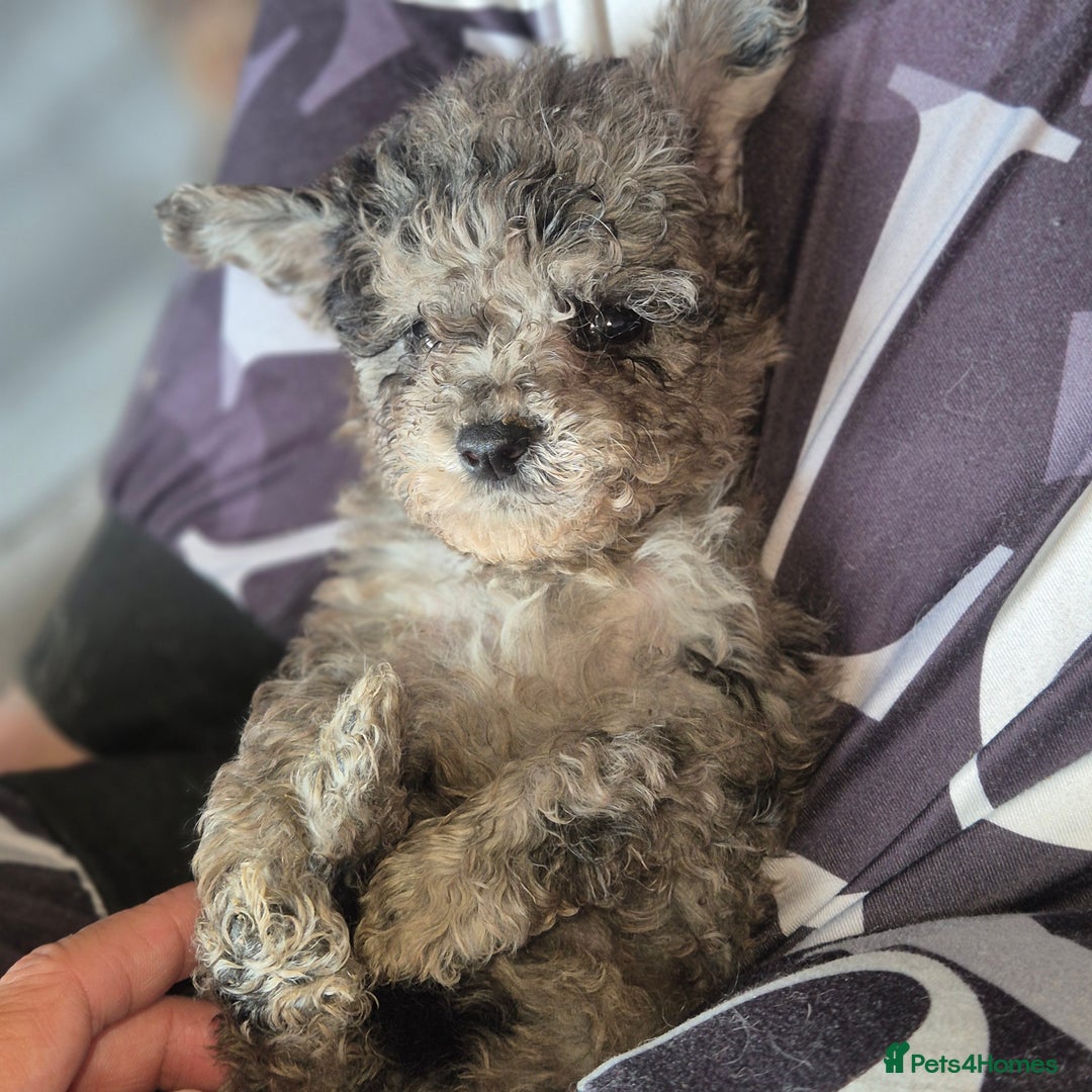 Cockapoo dogs for sale: Cockerpoos 1 boys left DROPPED 650 - Image 9