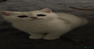 Scottish Fold cats Purebred Scottish kittens - Advert 2