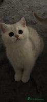Scottish Fold cats Purebred Scottish kittens - Advert 2