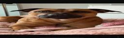 Staffordshire Bull Terrier dogs for sale: 9 Staff puppies - Advert 2
