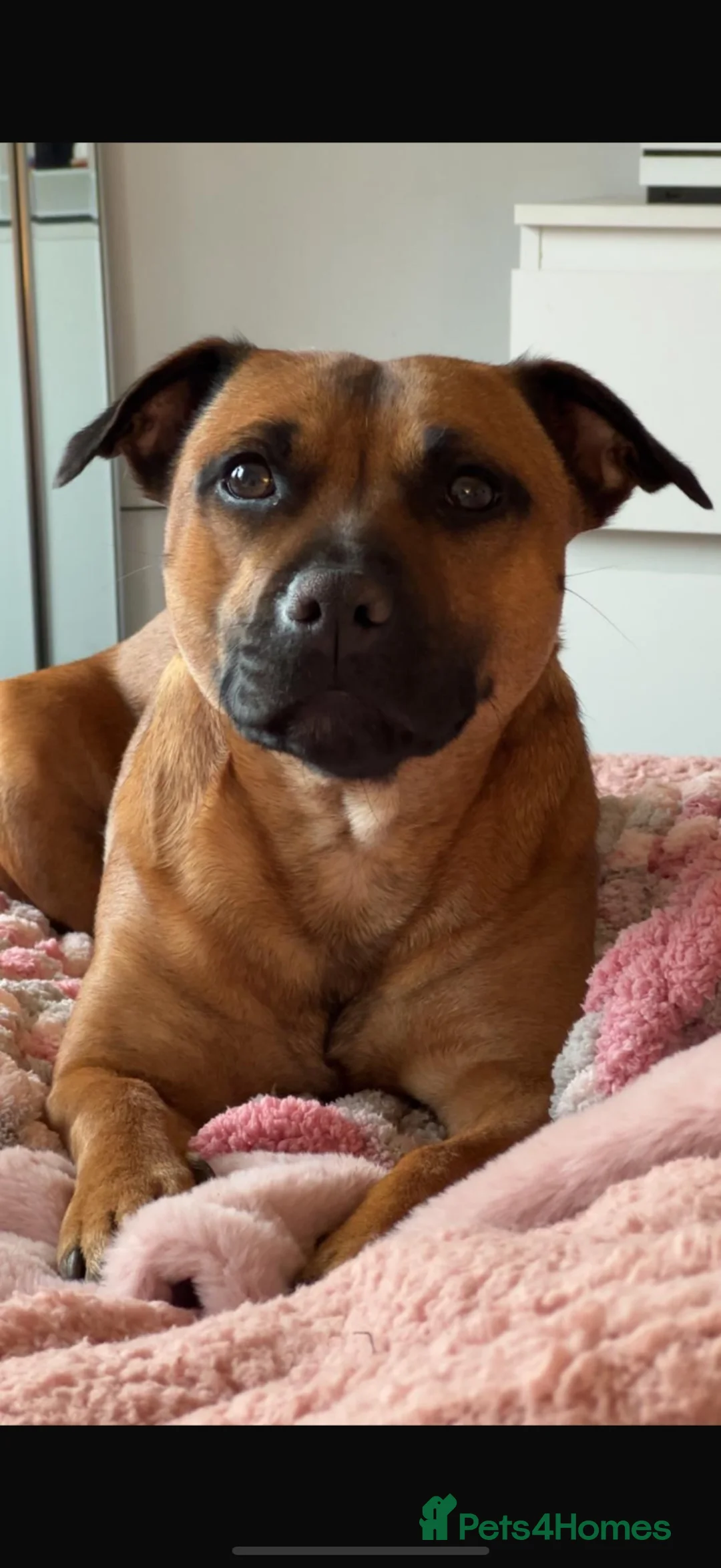 Staffordshire Bull Terrier dogs for sale: 9 Staff puppies - Advert 2