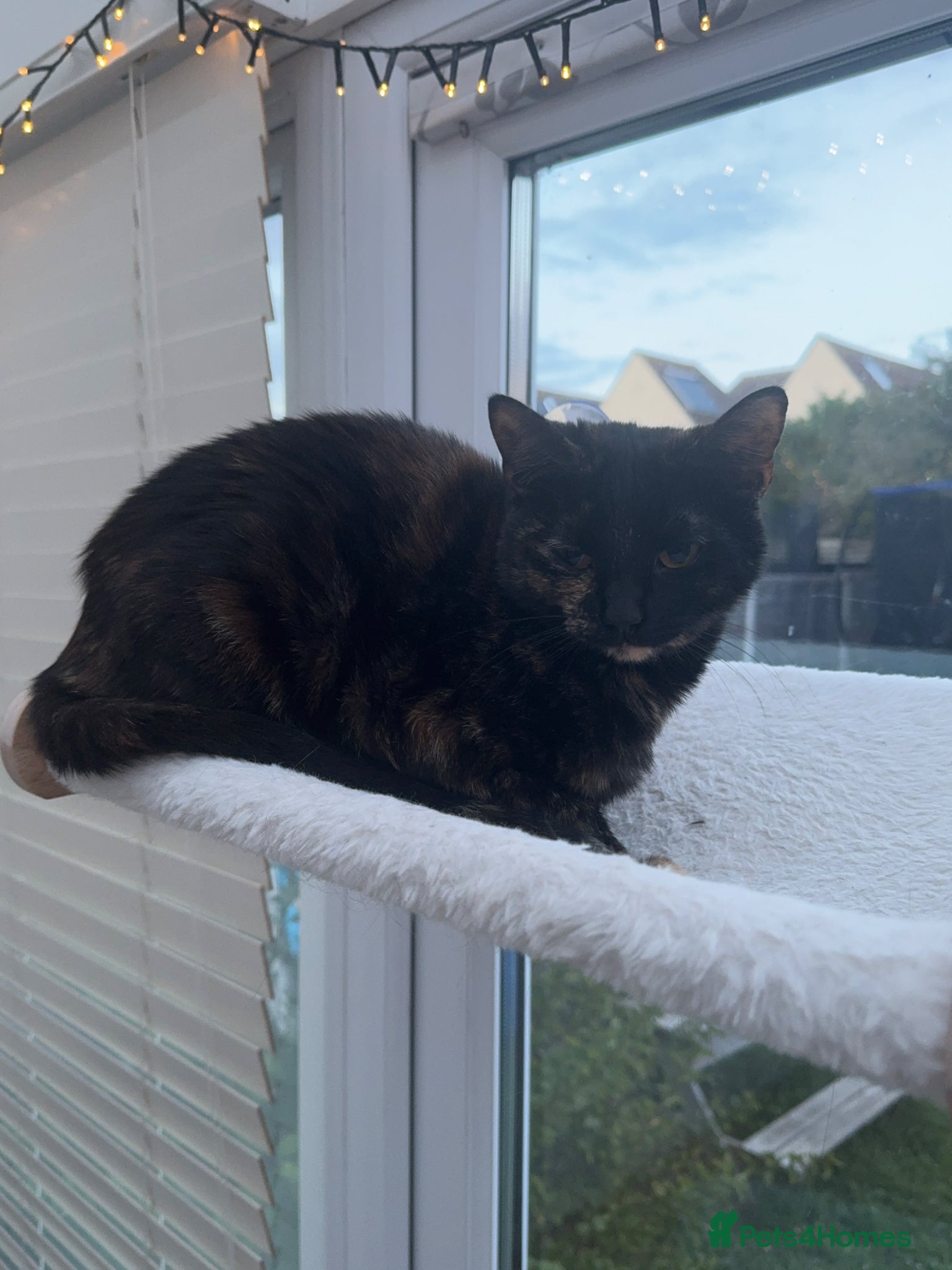 Mixed Breed cats Free Beautiful little cat - Advert 2