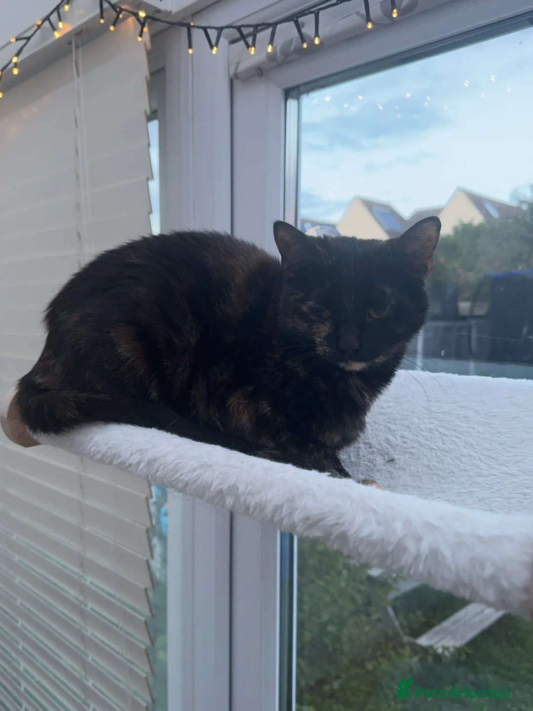 Mixed Breed cats for sale: Free Beautiful little cat in Colchester - Advert 1