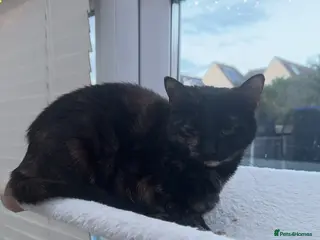 Mixed Breed cats Free Beautiful little cat - Advert 3