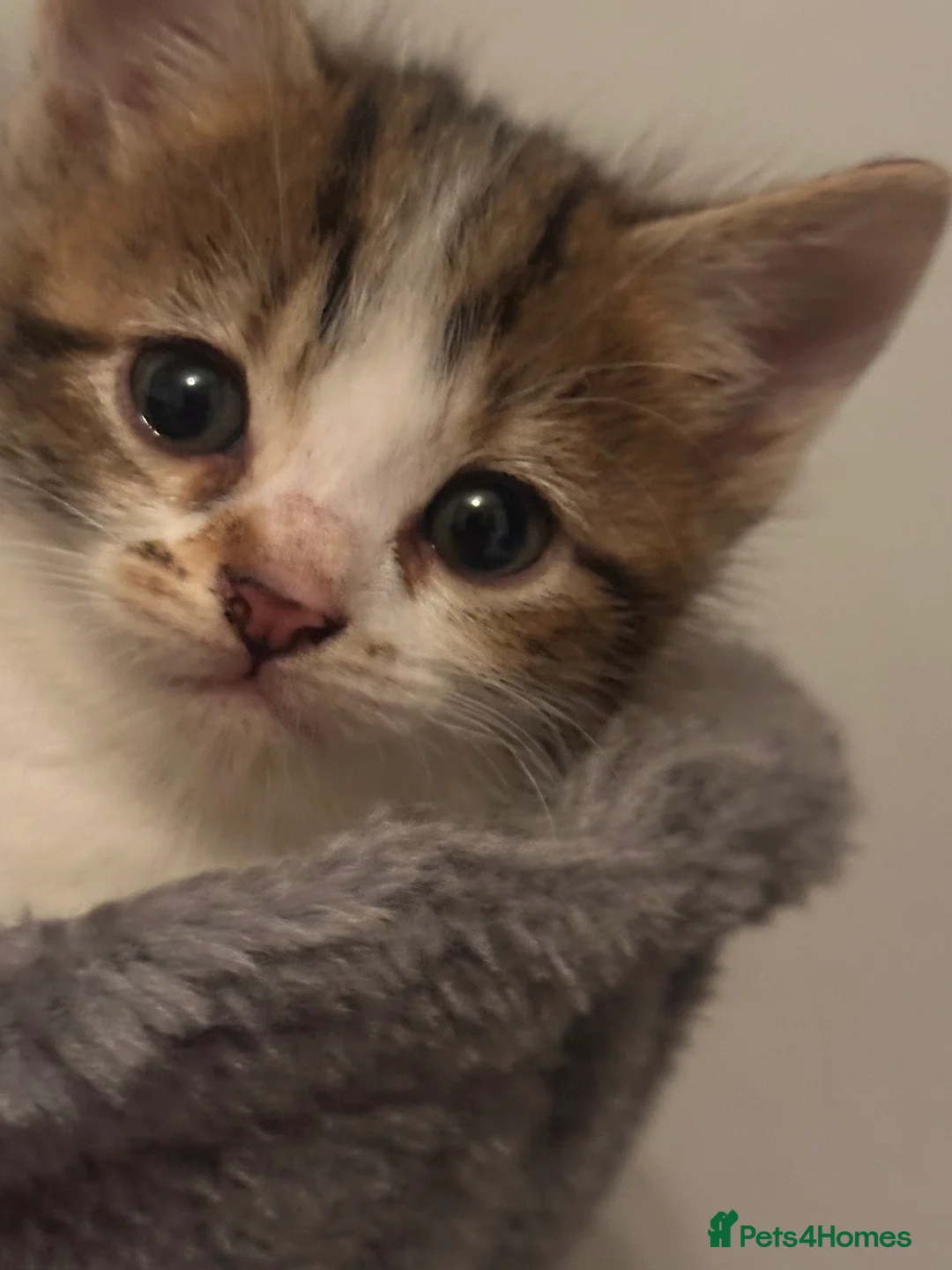 Mixed Breed cats for sale: Kittens - Advert 6