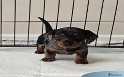 Miniature Dachshund dogs for sale: KC Miniature Dachshund Pups  - Image 25
