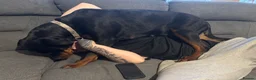 Rottweiler dogs for sale: Nova  in Nottingham - Advert 8