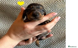 Miniature Dachshund dogs for sale: Miniature Dachshund Puppies for Sale - Image 21