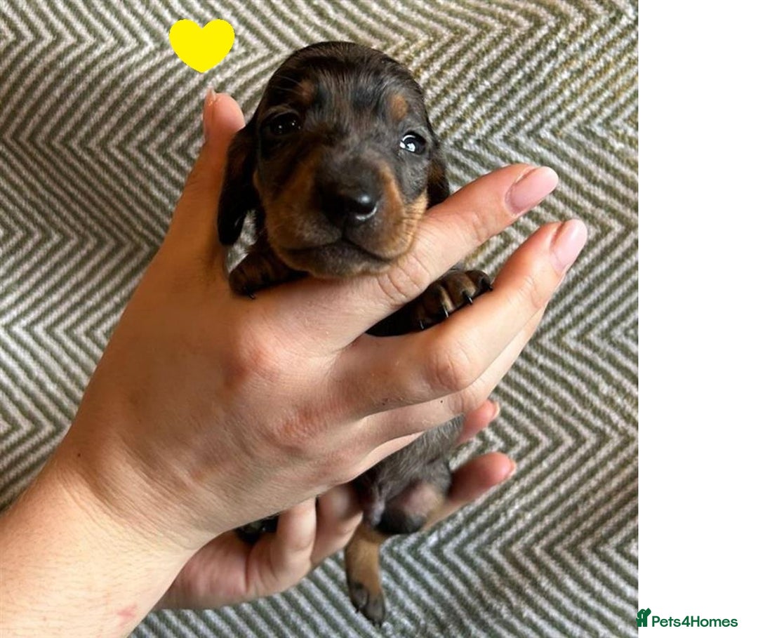 Miniature Dachshund dogs for sale: Miniature Dachshund Puppies for Sale - Image 21