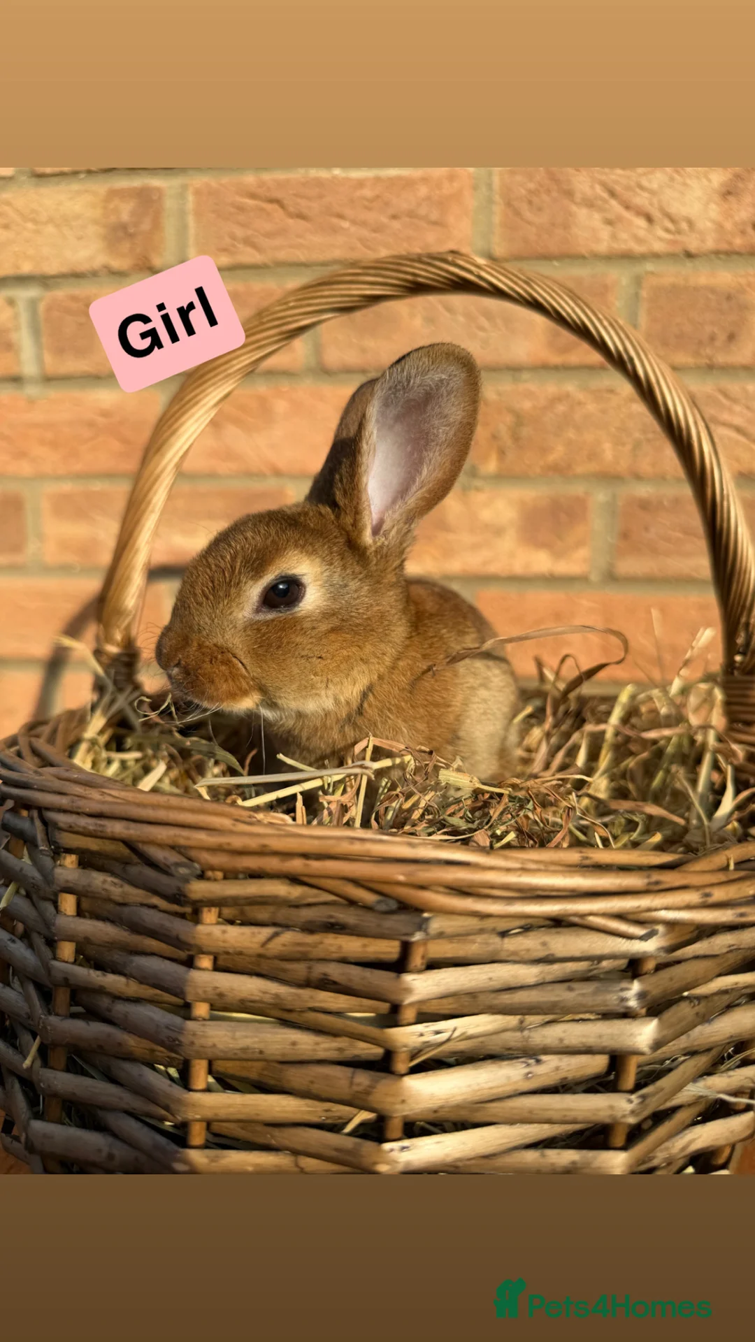 Rex rabbits for sale: Standard Rex Rabbits [Ready to Leave]  - Advert 2