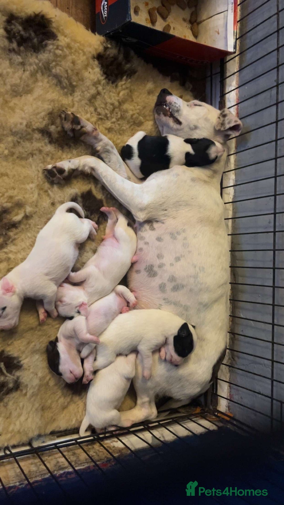 Jack Russell dogs for sale: 5 true to type jack russels  - Image 17