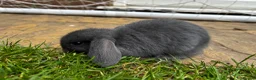 Mini Lop rabbits for sale: 2 Blue Baby Mini Lops - Advert 2