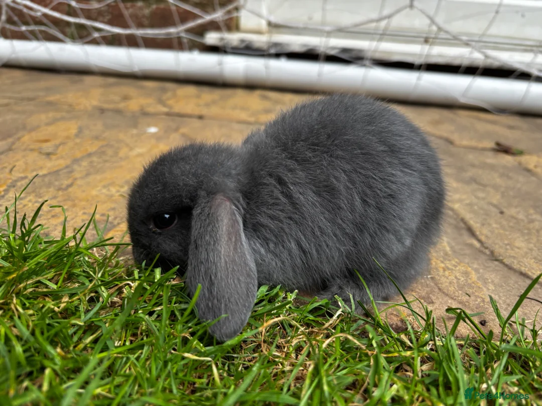 Mini Lop rabbits for sale: 2 Blue Baby Mini Lops - Advert 2