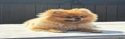 Pomeranian dogs for sale: Kc reg Beautiful Pomeranian adult female  - Advert 2
