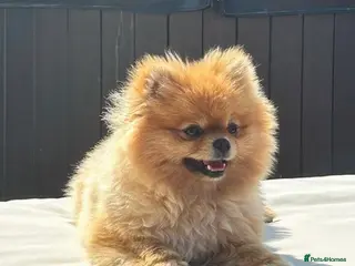Pomeranian dogs Kc reg Beautiful Pomeranian adult female - Advert 3