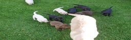 Labrador Retriever dogs for sale: Stunning Health Tested Labrador Puppies - Advert 10