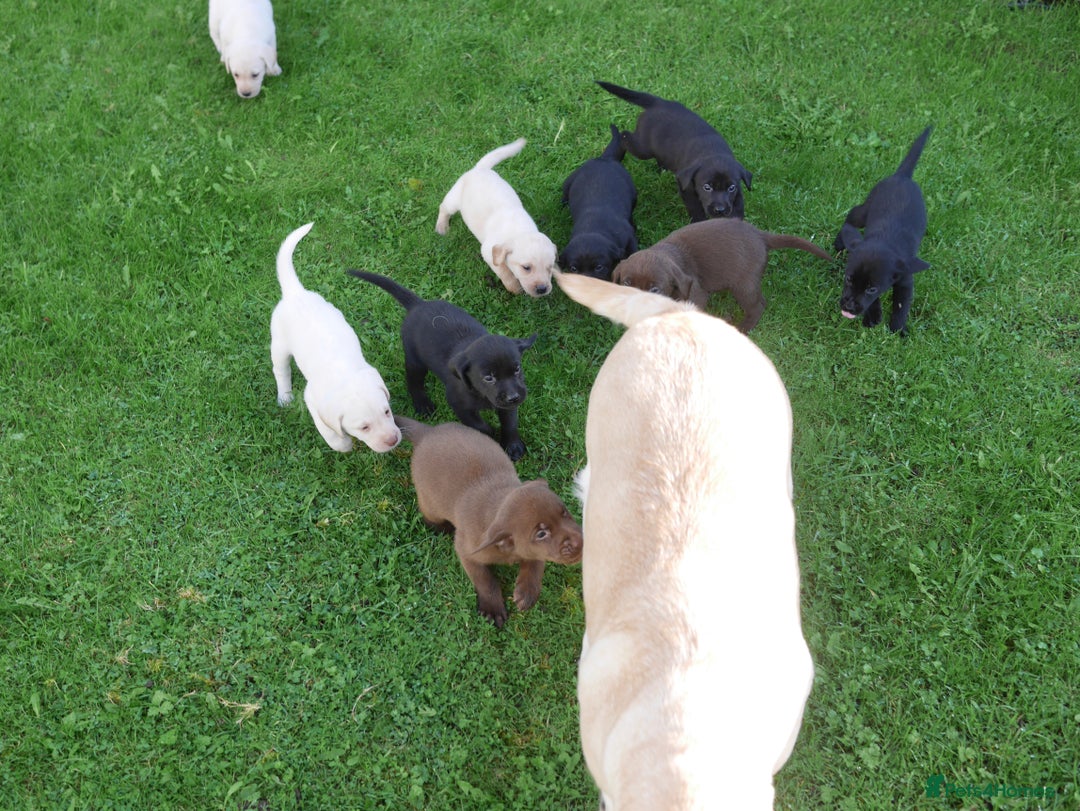 Labrador Retriever dogs for sale: Stunning Health Tested Labrador Puppies - Advert 10