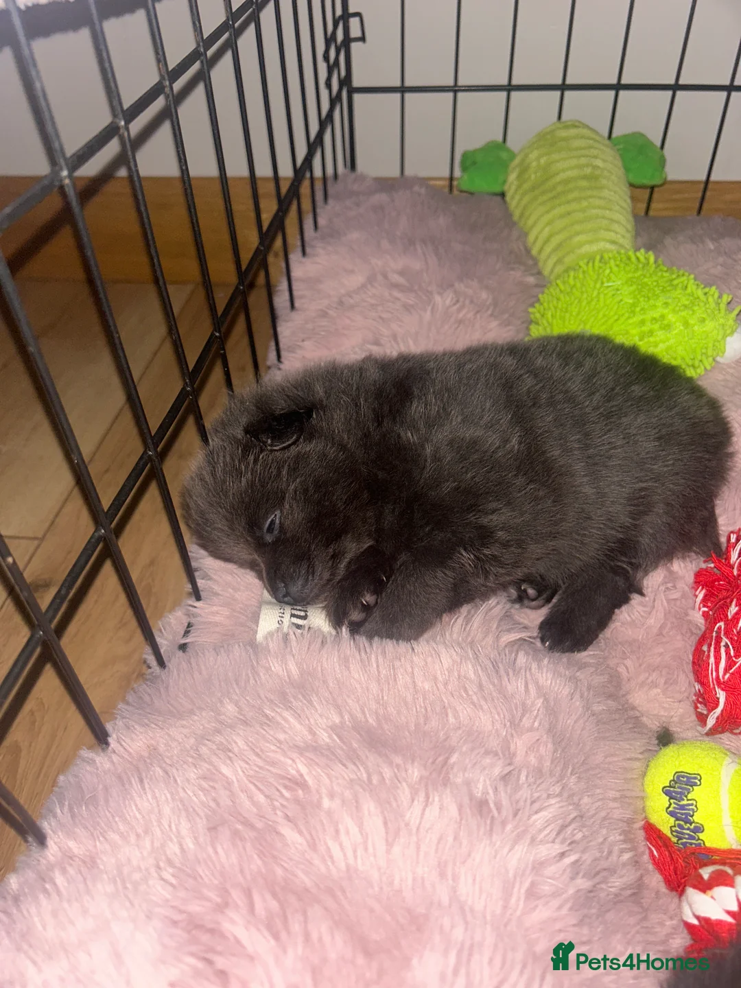 Pomeranian dogs for sale: Beautiful well loved Pomeranians  - Advert 6