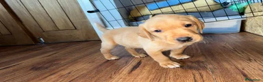 Labrador Retriever Puppy 4