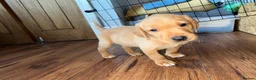 Labrador Retriever dogs for sale: Fox Red Labrador - Advert 18